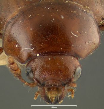 Media type: image;   Entomology 24021 Aspect: head frontal view